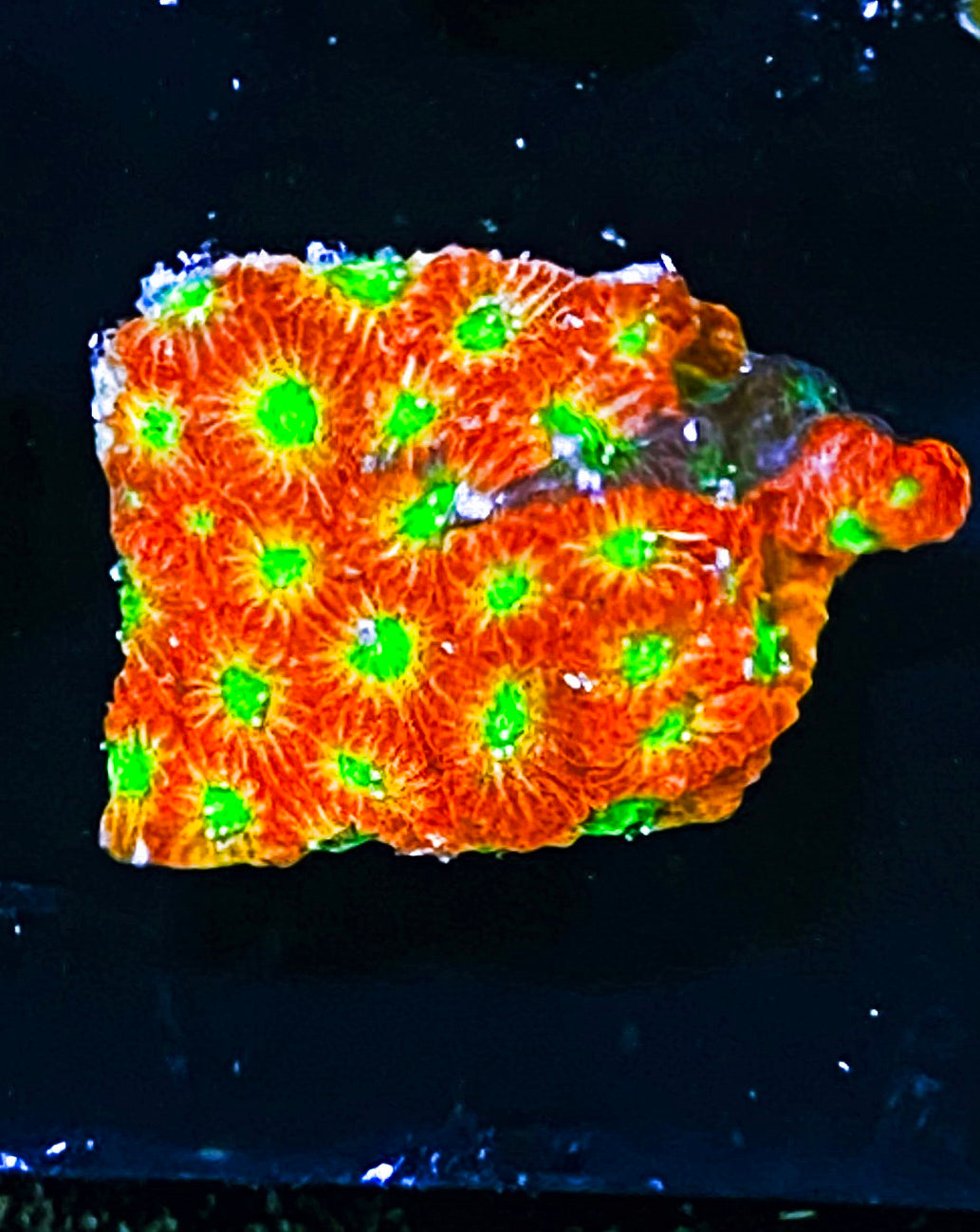 W9-C1 Aquacultured Spicy Lemon Favia