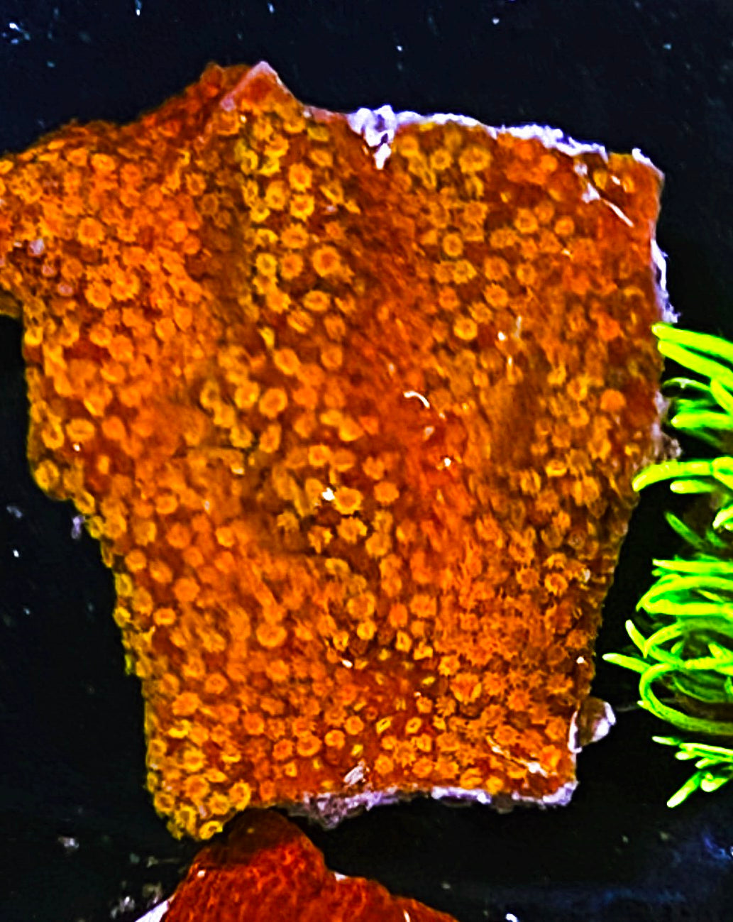 SPS Corals – Blue Line Coral