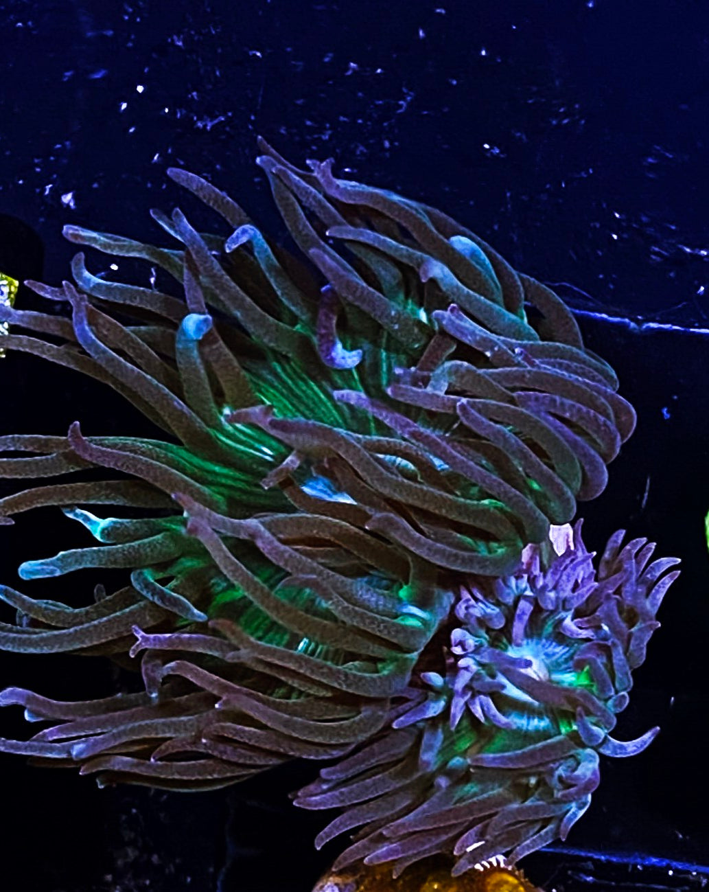 Z1-A4 3H Aquacultured Duncans
