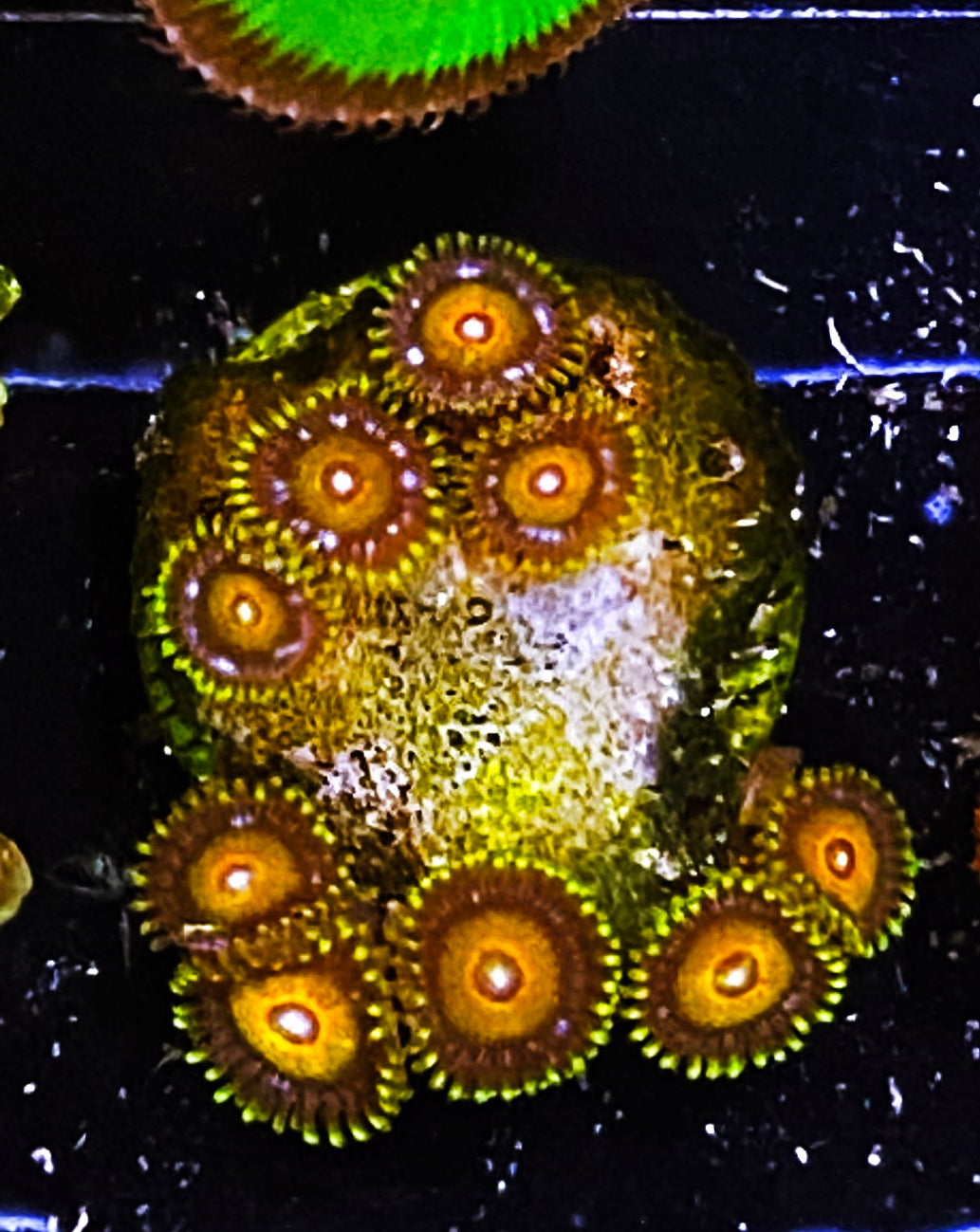 Z1-B1 10p Aquacultured Super Sayians