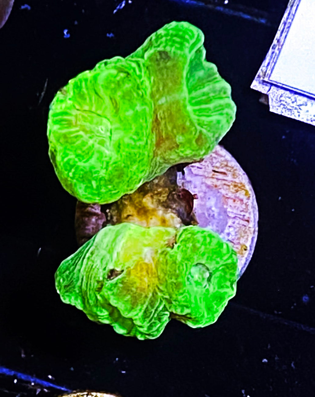 Z1-B4 Aquacultured Kryptonite Candy Canes