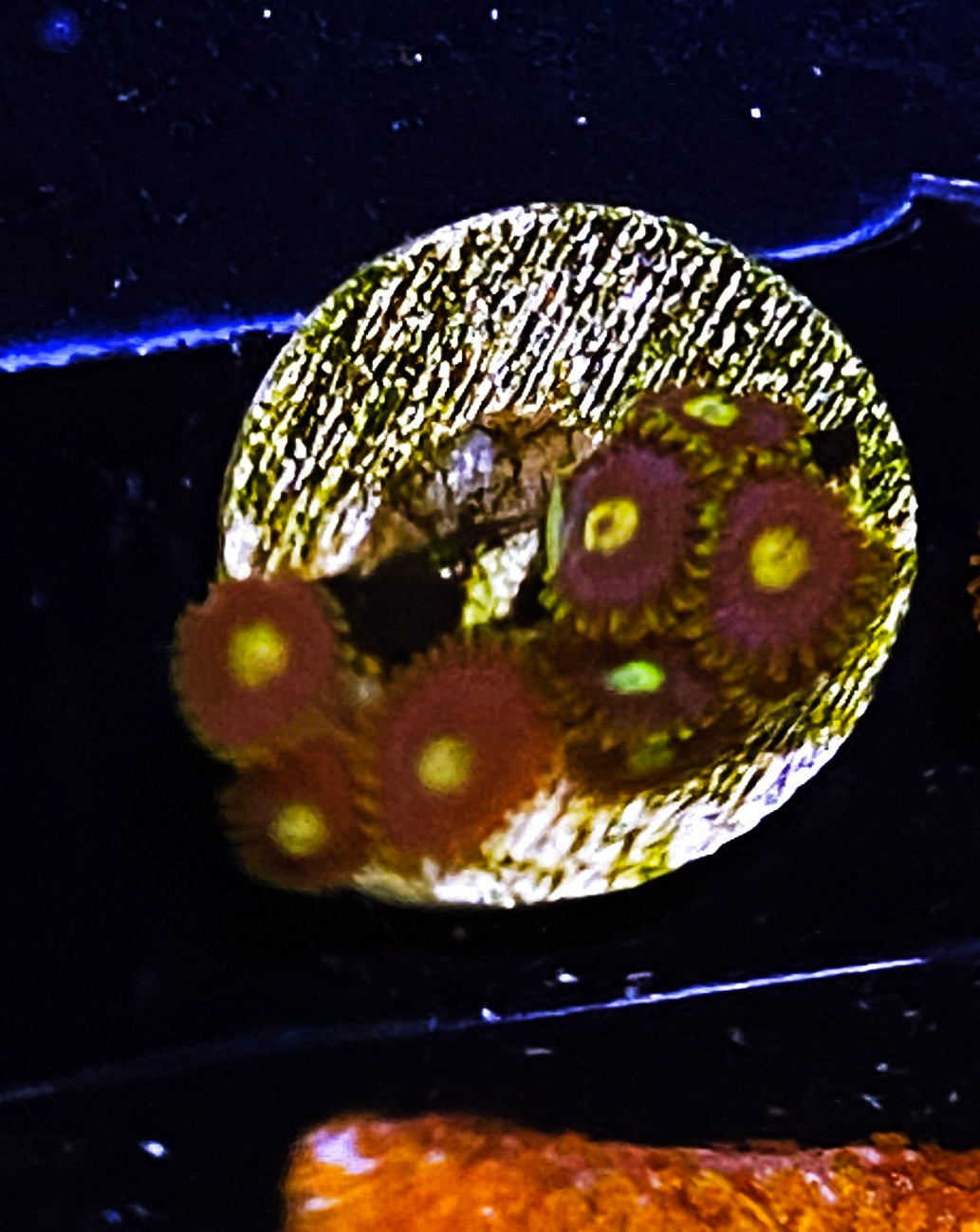 Z1-C2 8p Blue Raven Zoas