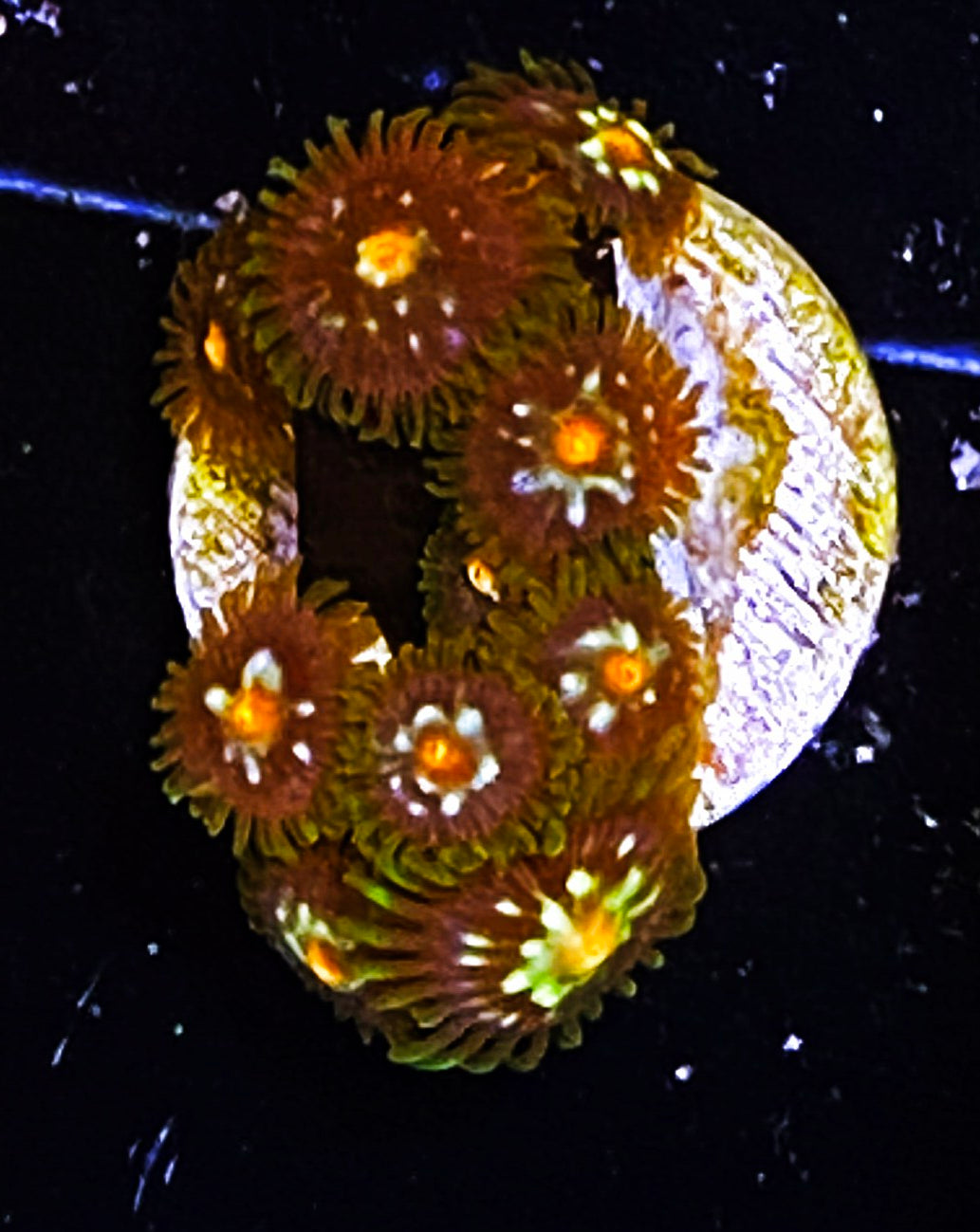 Z1-D1 10p Aquacultured JF Stargazers