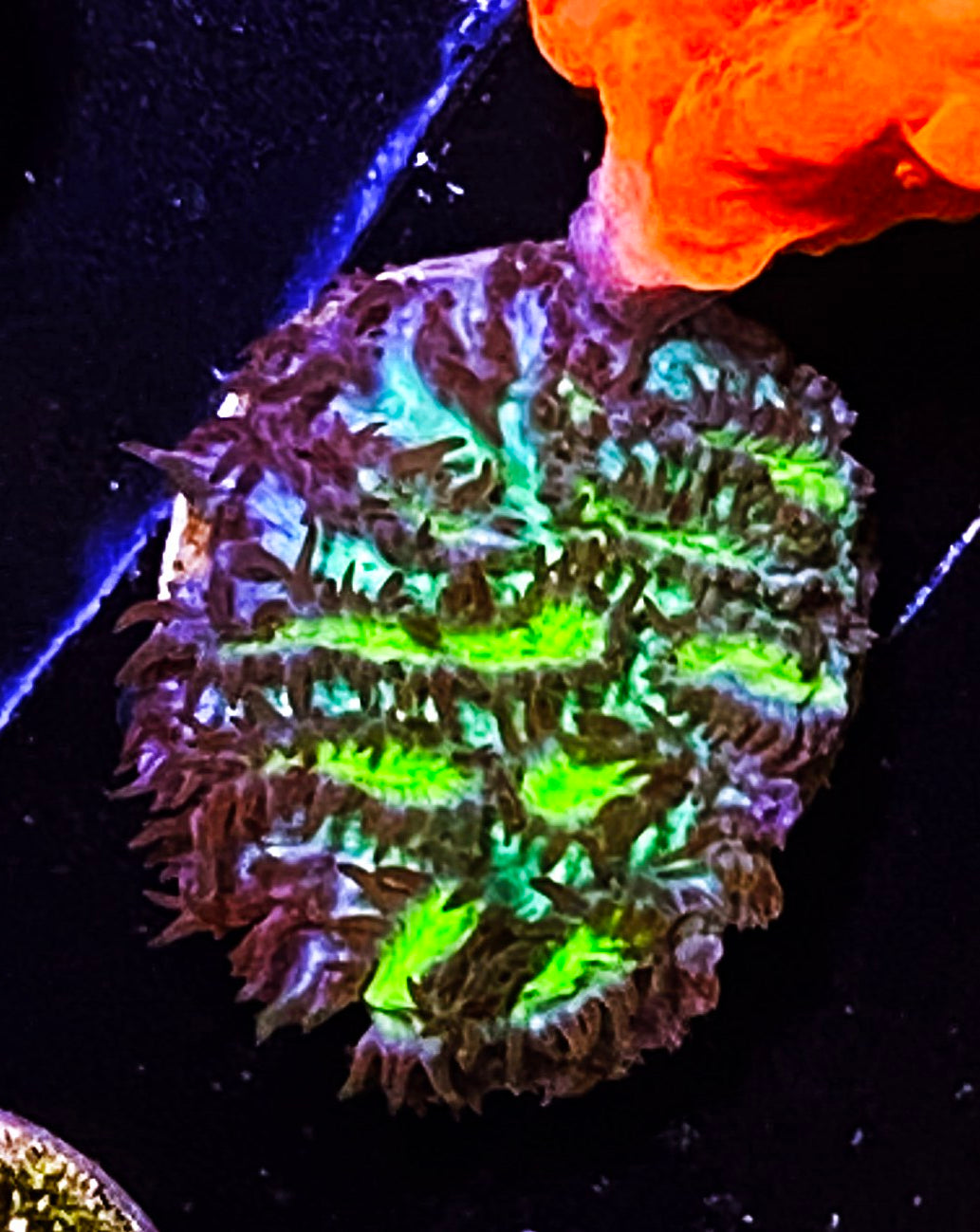 Z1-D3 Aquacultured JF LimeLight Hydnophora
