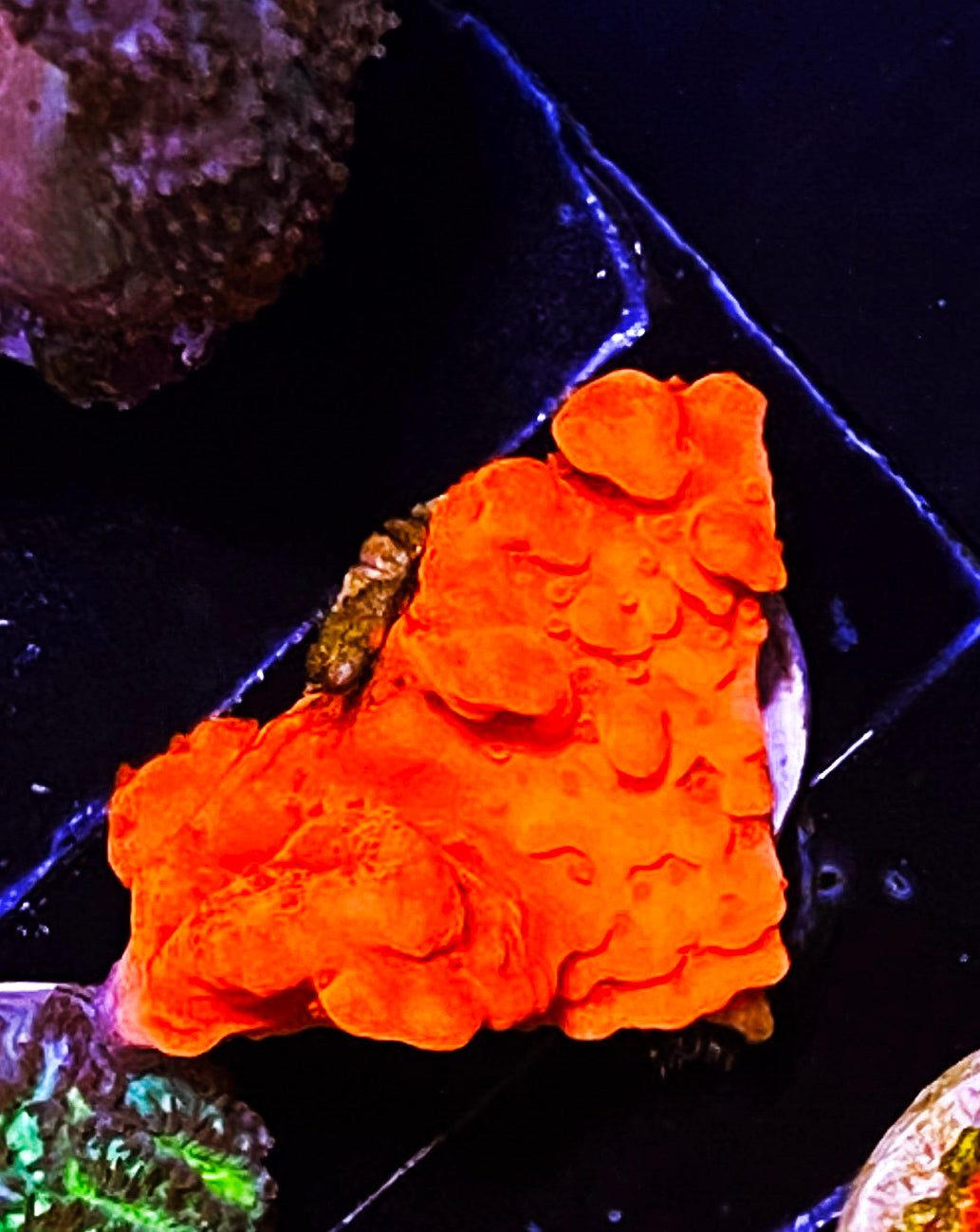 Z1-E3 Aquacultured Chunky Red Hot Setosa
