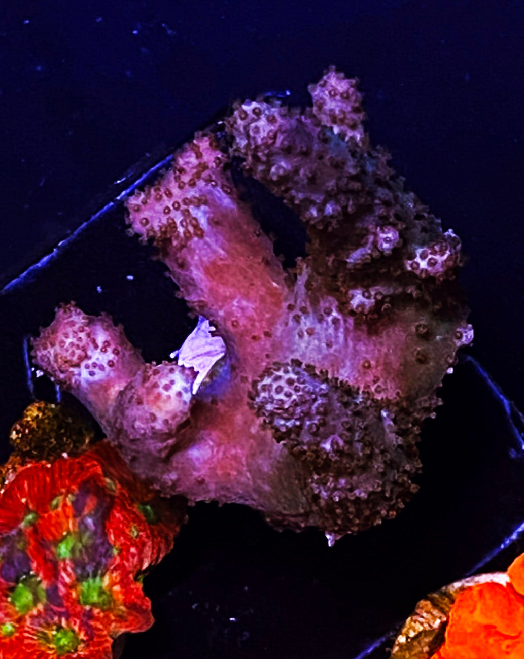 Z1-E4 Aquacultured Finger Leather