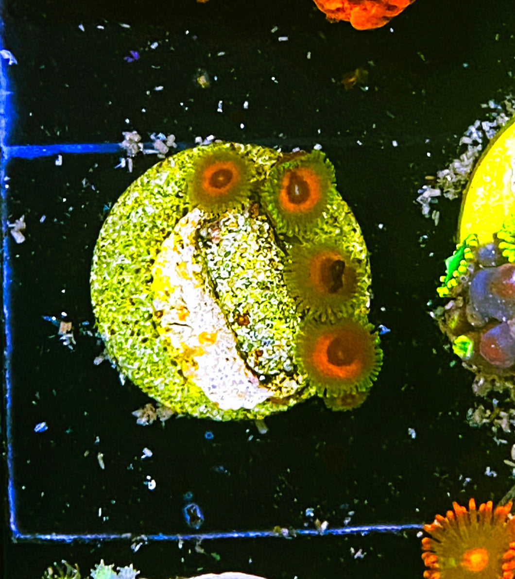 W97-D2 Aquacultured 4-5p Reverse Bob Marleys