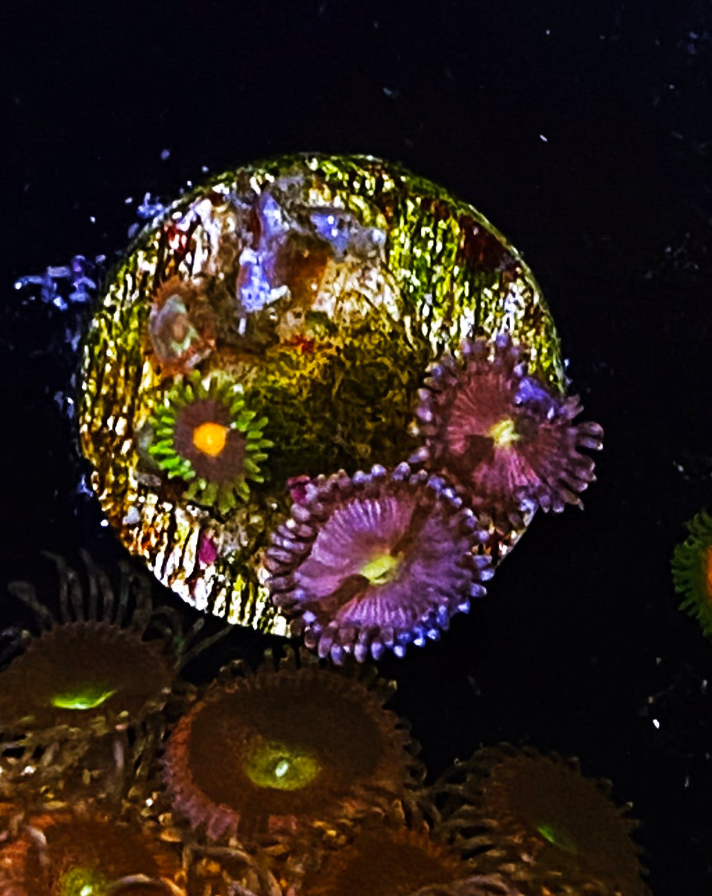 Z2-A3 Aquacultured Combo Zoas