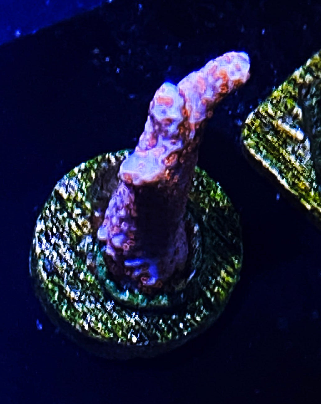 Z2-A4 Aquacultured Bubblegum Digi