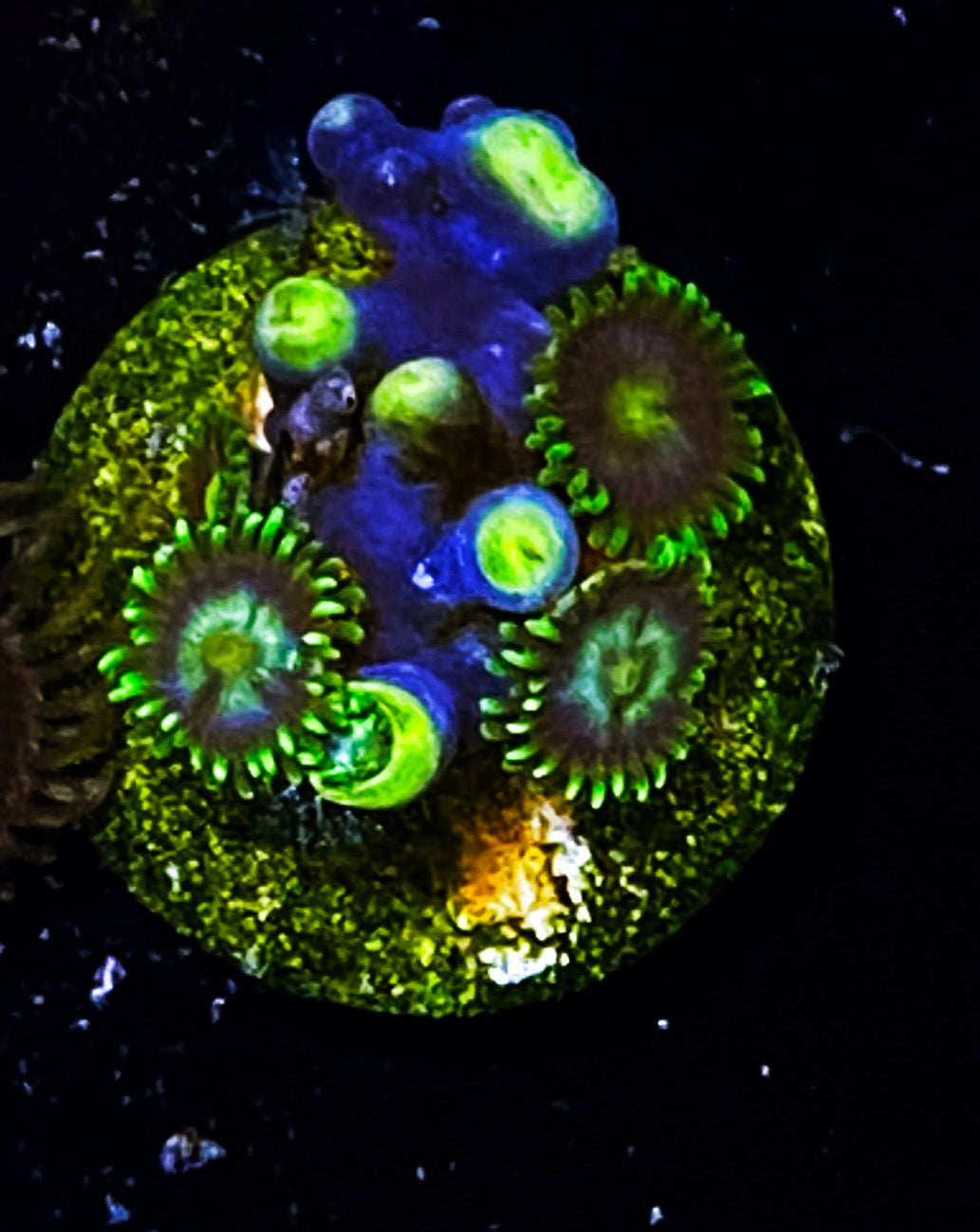 Z2-B2 10p Aquacultured BlueBerry Fields Zoas