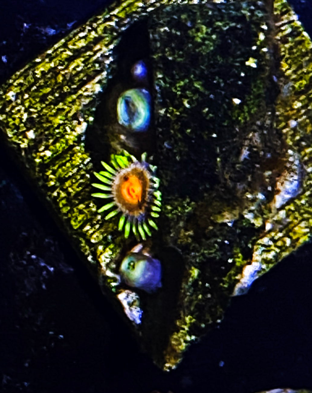 Z2-B4 3p Aquacultured Zoas (WL)