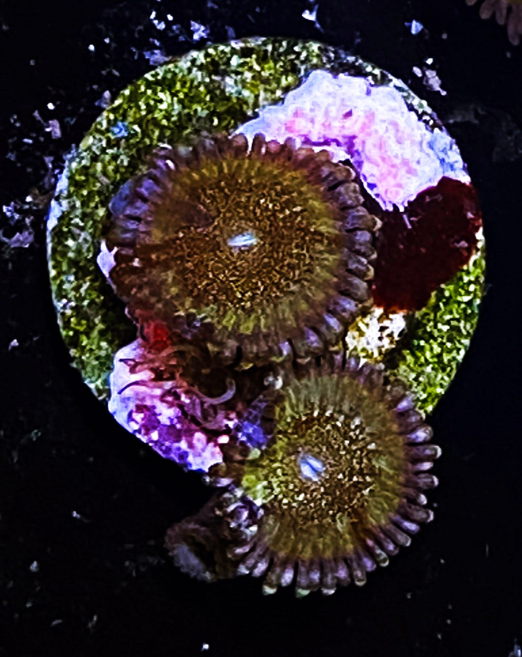 Z2-C3 3p Aquacultured LBR Dark Matter Palys
