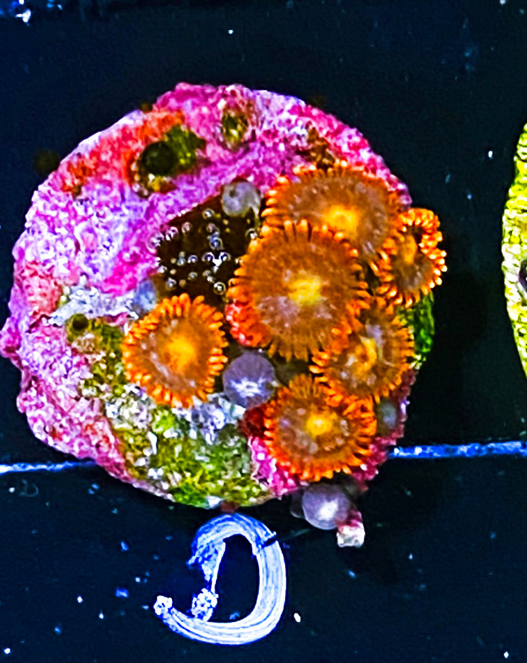 Z2-D1 8p Aquacultured Speckled Fire & Ice Zoas