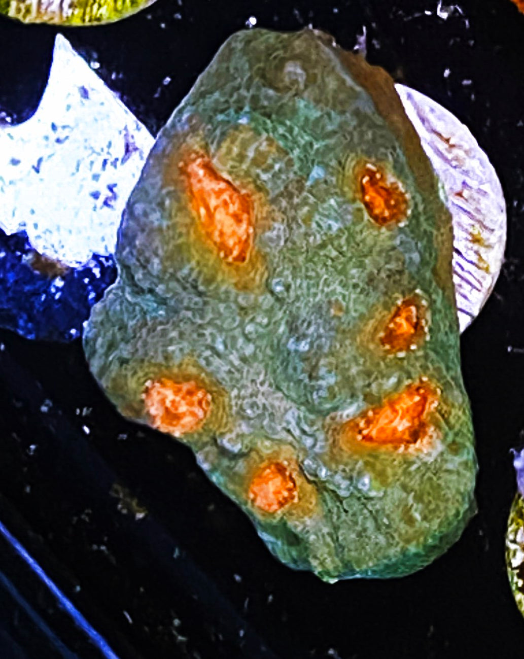 Z22-b3 Chunky Orange Eye Chalice