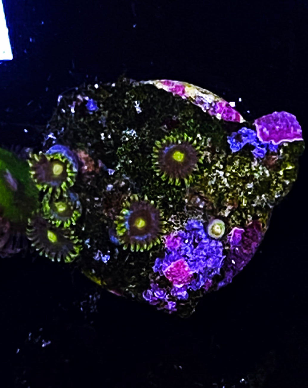 Z2-D4 6p Aquacultured BlueBerry Fields Zoas