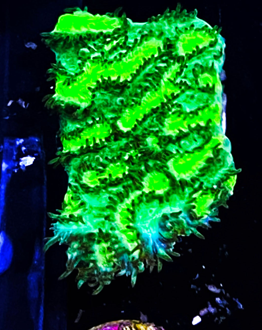 Z22-A3 Aquacultured Blue Rim Neon Hydrophora