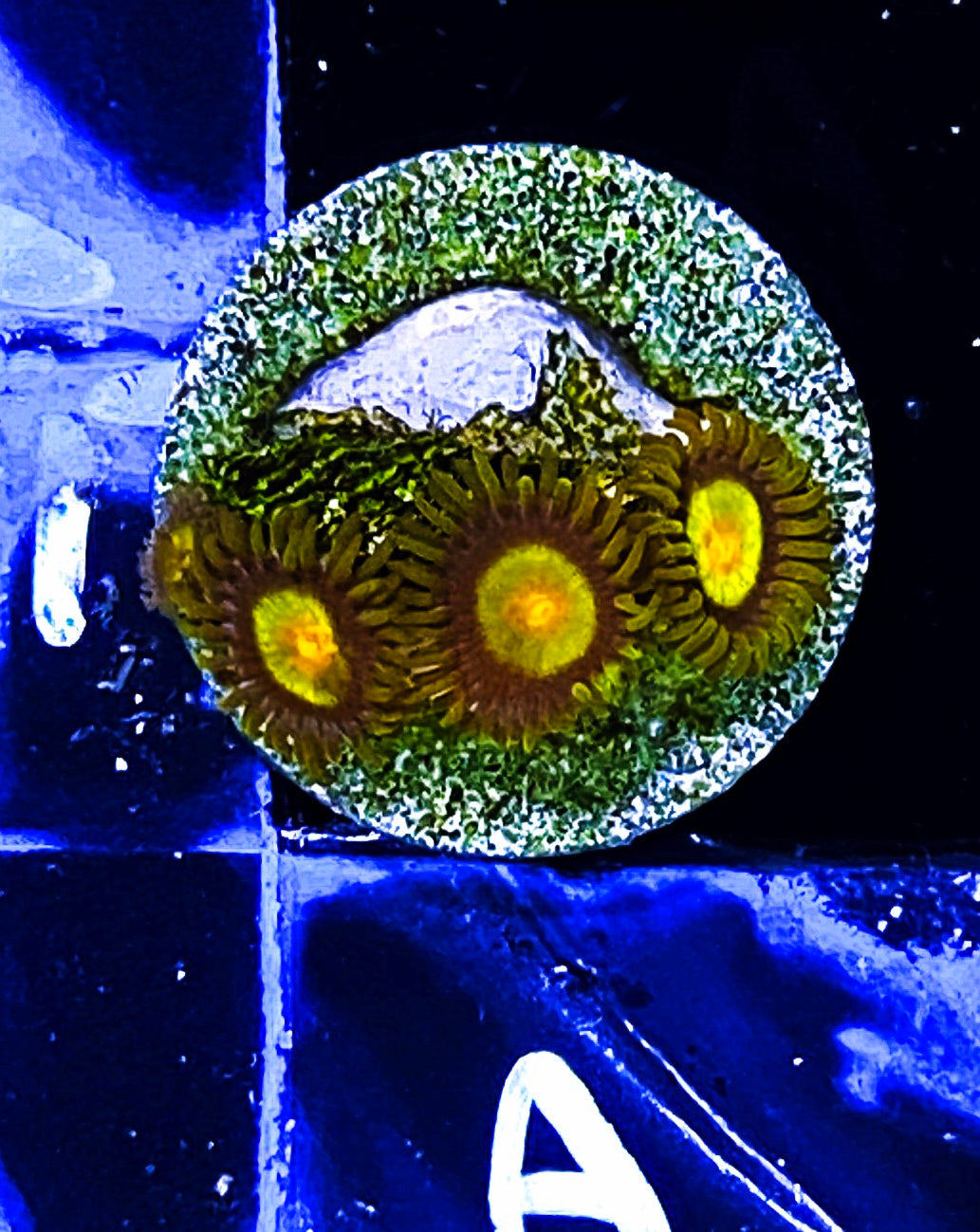 Z5-A1 3p Aquacultured King Midas
