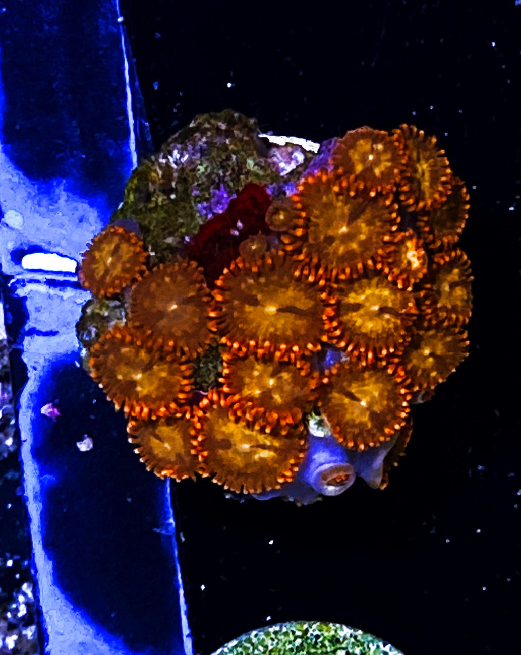 Z5-A2 15p Aquacultured Zoas