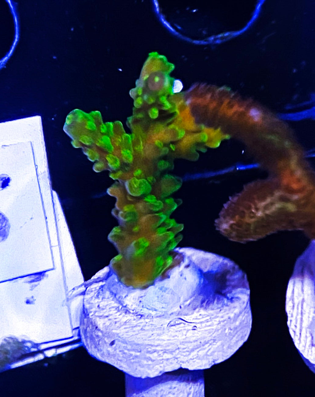 Z5-D4 Aquacultured Acro