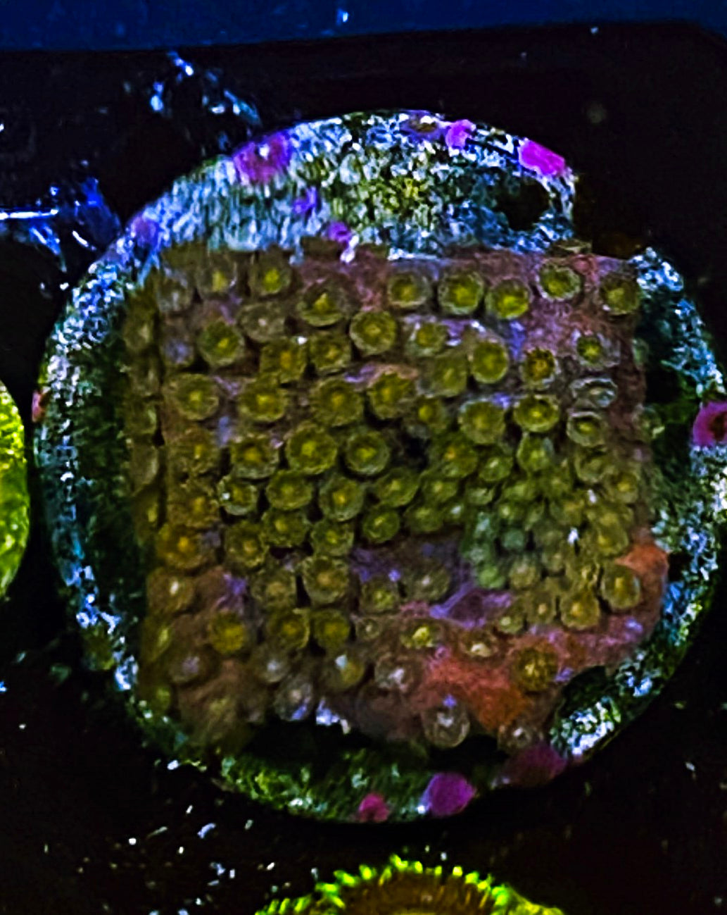 W98-B3 Aquacultured Golden Eye Cyphastrea (1.5in plug)