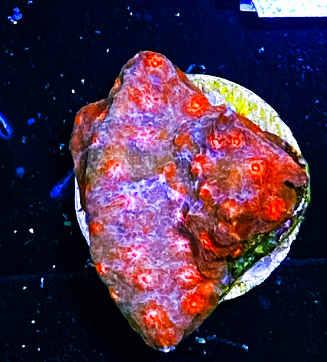 W98-C1 Aquacultured Red Brick Cyphastrea