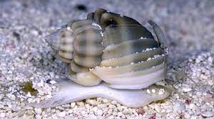 5x Nassarius Snails